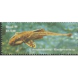 C2216 Cascudo-chicote Mint  FC01051