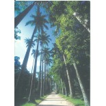 225 - Bilhete Postal - Jardim Botânico 15.257