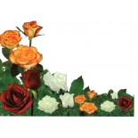 Rosas - ECT 16.465