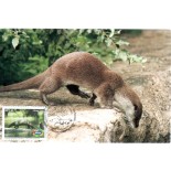 2008 Máx. Postal Animais Amazônicos - Ariranha 26.906