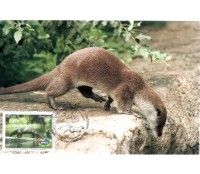 2008 Máx. Postal Animais Amazônicos - Ariranha 26.906