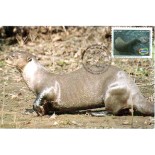 2008 Máx. Postal Animais Amazônicos - Lontra 26.907