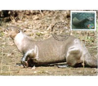 2008 Máx. Postal Animais Amazônicos - Lontra 26.907