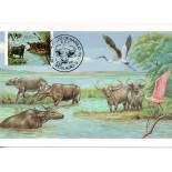 1984 Max.Postal  104 B´pufalo de Marajó - Carabao 31.351 CBC PA