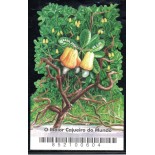 B141 O Maior Cajueiro do Mundo 31.773 Mint