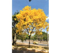 Fotopostal Brasília, Ipê Amarelo, vendo-se também um automóvel volkswagem amarelo 31.791