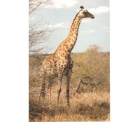 GIRAFAS 7738