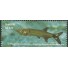 C2214 Dourado Cachorro Mint  FC01049