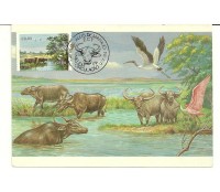 1984 Max.Postal - 103 ano 1984 Búfalos de Marajó  1252
