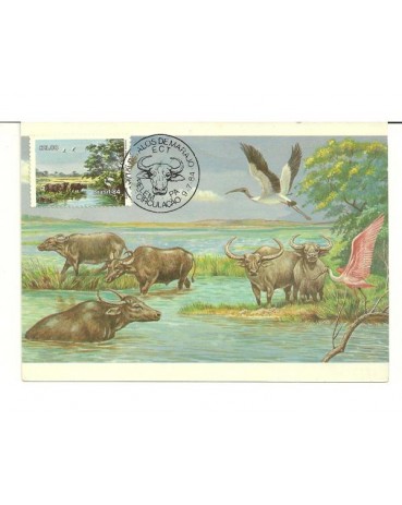 1984 Max.Postal - 103 ano 1984 Búfalos de Marajó  1252