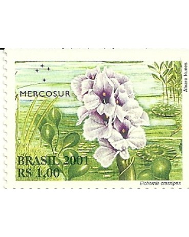 C2439 Aguapé Mint