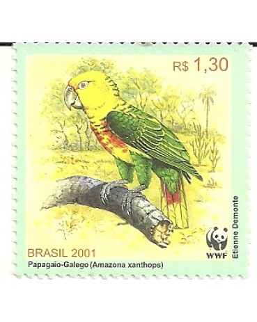 C2385 Papagaio Galego 1281 Novo
