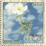 C2513 Velame Mint