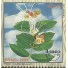 C2515 Pacari Mint