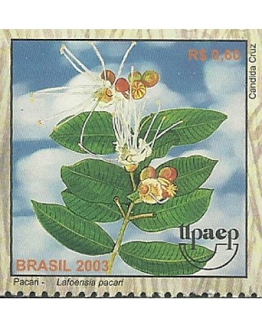 C2515 Pacari Mint