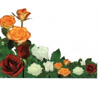 Rosas - ECT 16.465