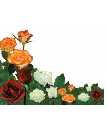 Rosas - ECT 16.465