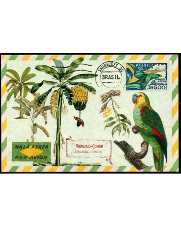 Máximo Postal (REPRODUÇÃO) 25.555 Papagaio