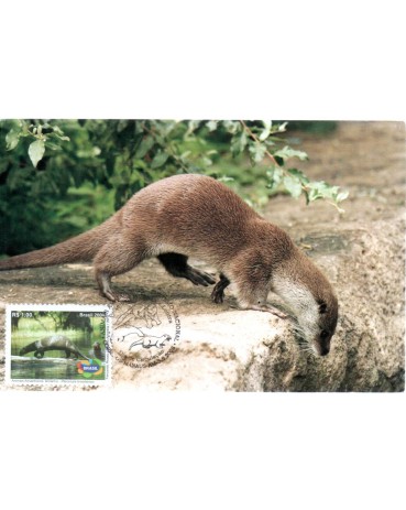 2008 Máx. Postal Animais Amazônicos - Ariranha 26.906