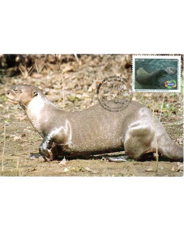 2008 Máx. Postal Animais Amazônicos - Lontra 26.907