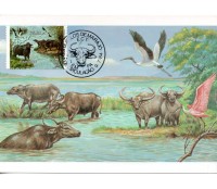 1984 Max.Postal  104 B´pufalo de Marajó - Carabao 31.351 CBC PA