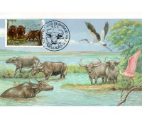 1984 Máx.Postal 103B Búfalo de Marajó - Mediterraneo 31.352 CBC - PA