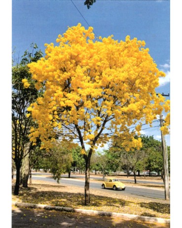 Fotopostal Brasília, Ipê Amarelo, vendo-se também um automóvel volkswagem amarelo 31.791