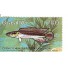C942  - PEIXES DE ÁGUA DOCE - JACUNDÁ - 1976 MINT 2976