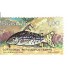 C944 N PEIXES DE ÁGUA DOCE - SARRO - 1976  NOVO 2979