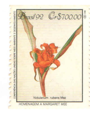 C1807 - MATA ATLÃNTICA - NIDULARIUM - N