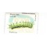 C2364 - DIRPHIA - MINT - FC05515