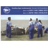 Baleia Jubarte  - 7730