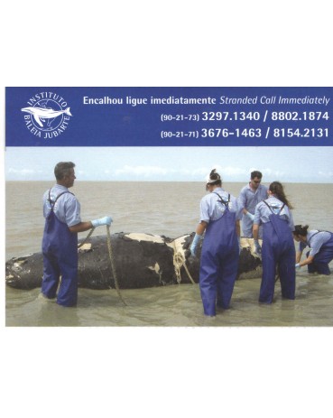 Baleia Jubarte  - 7730