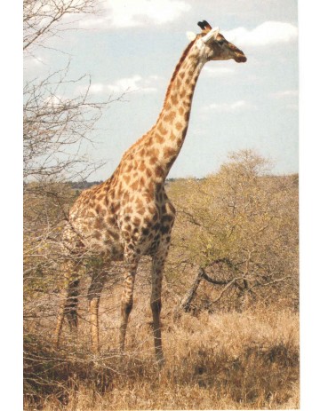 Postal GIRAFAS 7738