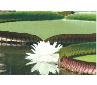 VITÓRIA RÉGIA - 8600